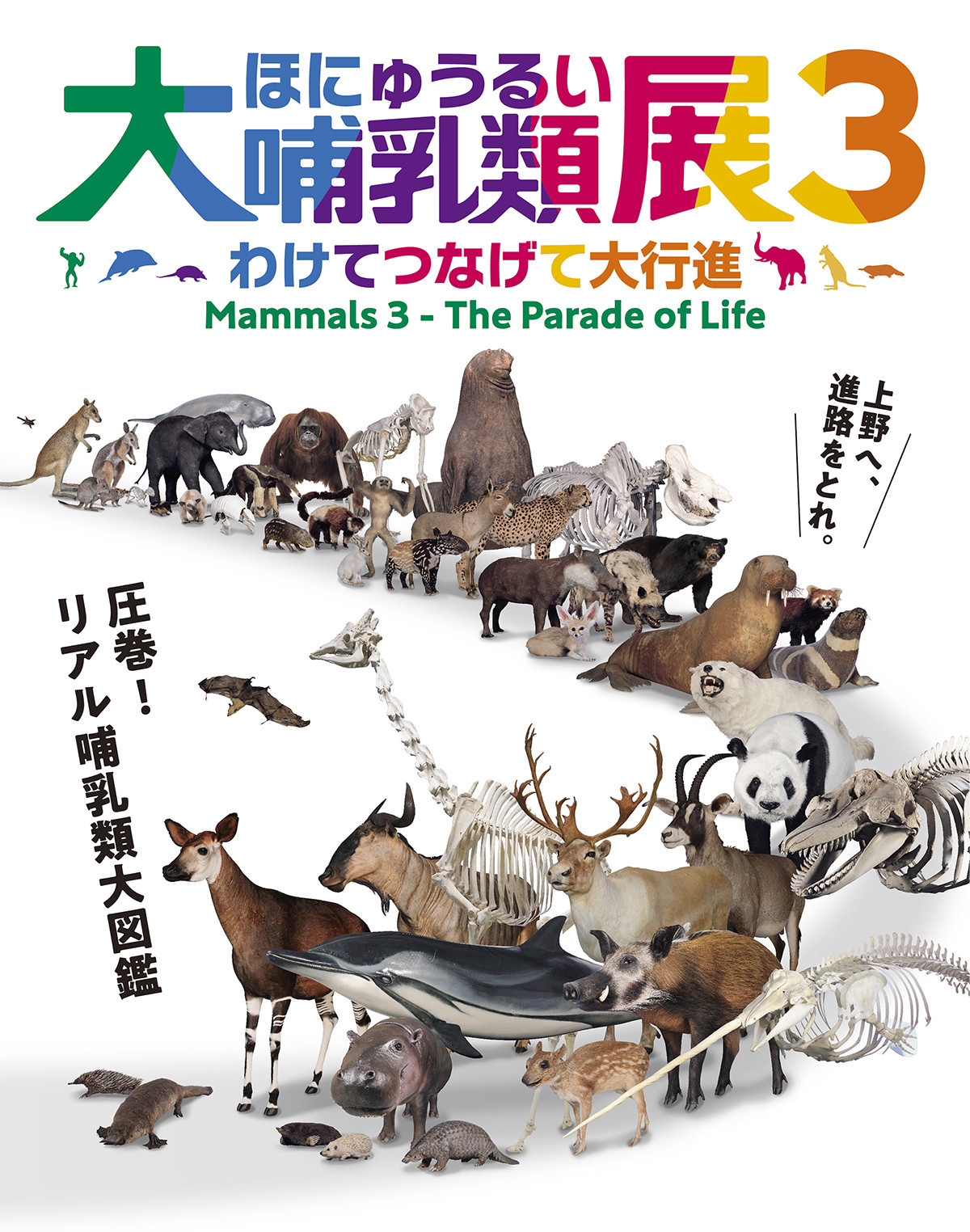 国立科学博物館 特別展「大哺乳類展3－わけてつなげて大行進」