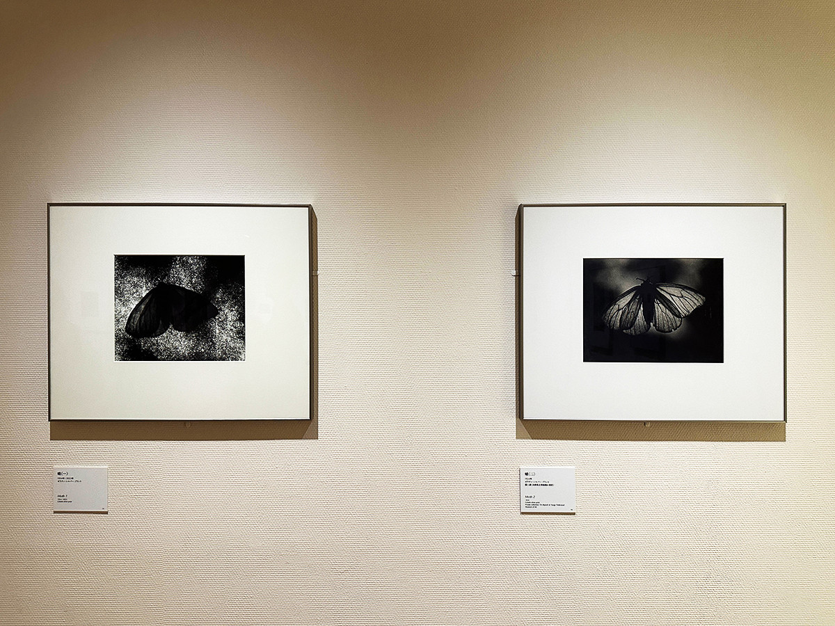 東京ステーションギャラリー「生誕120年 安井仲治 僕の大切な写真」会場より　（左から）《蛾（一）》1934年 / モダンプリント制作：2023年 ／ 《蛾（二）》1934年　個人蔵（兵庫県立美術館に寄託）
