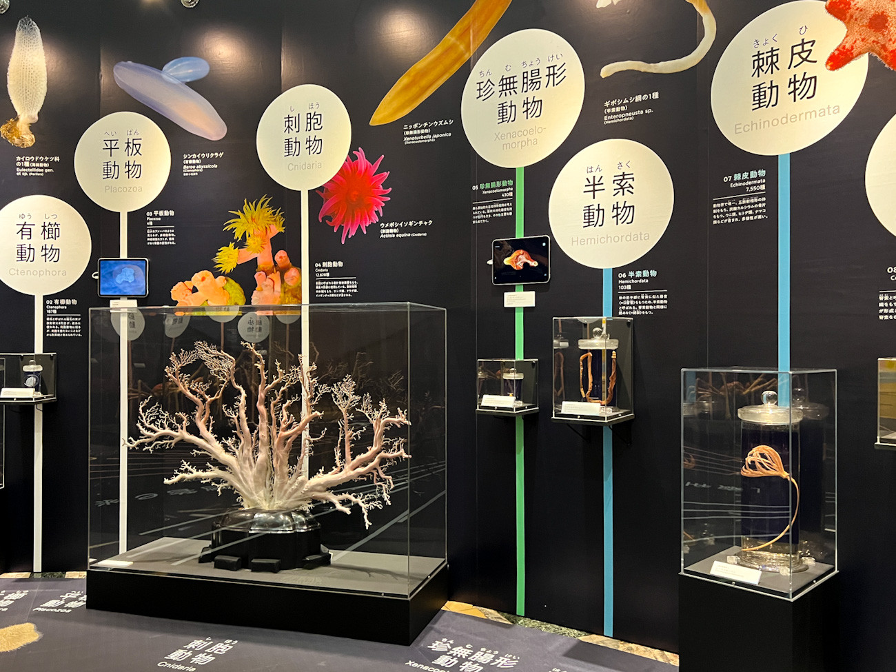  国立科学博物館 日本館1階 企画展「知られざる海生無脊椎動物の世界」会場