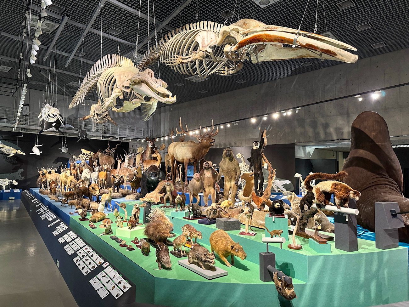 国立科学博物館 特別展「大哺乳類展3-わけてつなげて大行進」会場