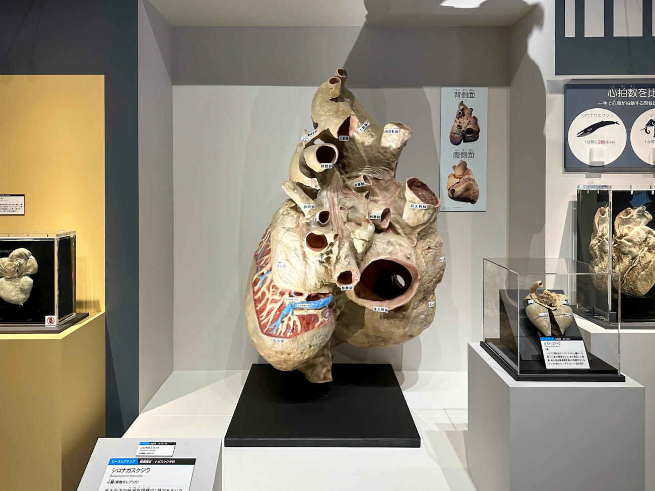 国立科学博物館 特別展「大哺乳類展3-わけてつなげて大行進」会場