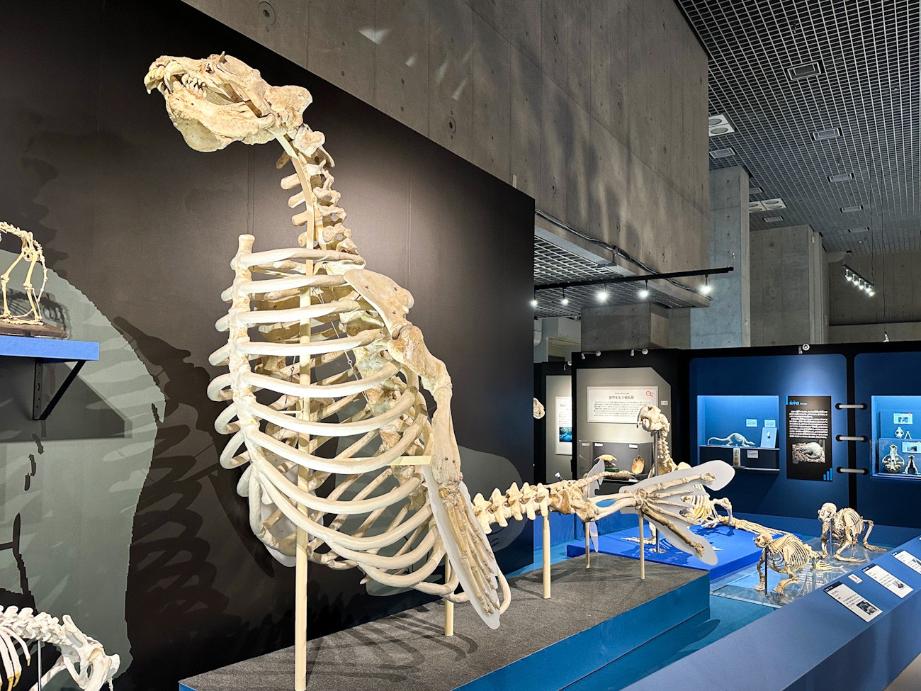 国立科学博物館 特別展「大哺乳類展3-わけてつなげて大行進」会場