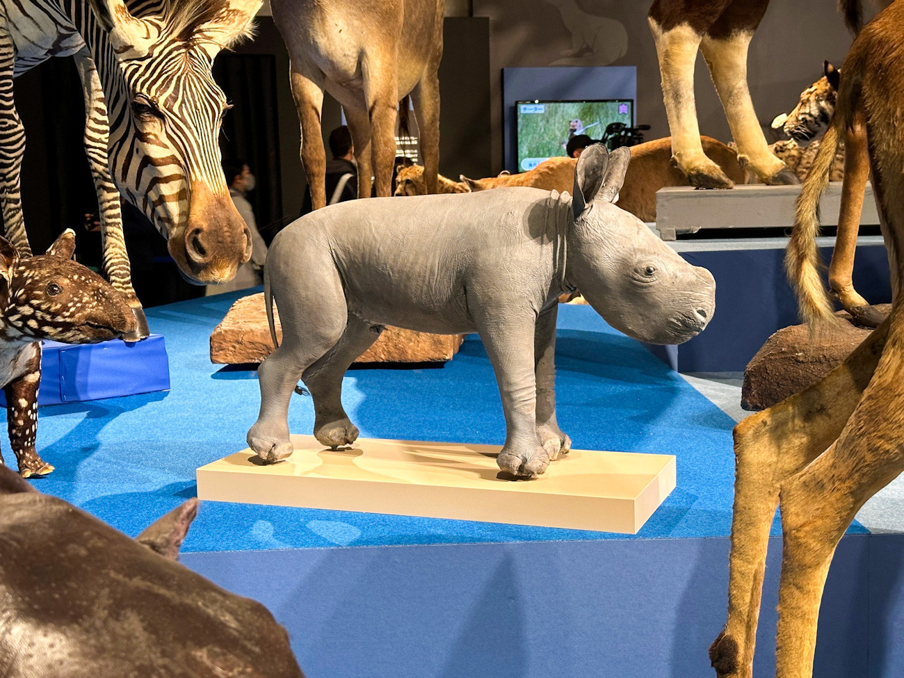 国立科学博物館 特別展「大哺乳類展3-わけてつなげて大行進」会場