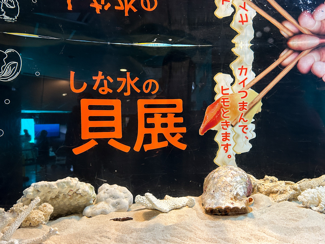 しながわ水族館「カイつまんで、ヒモときます。 ~しな水の貝展~」会場