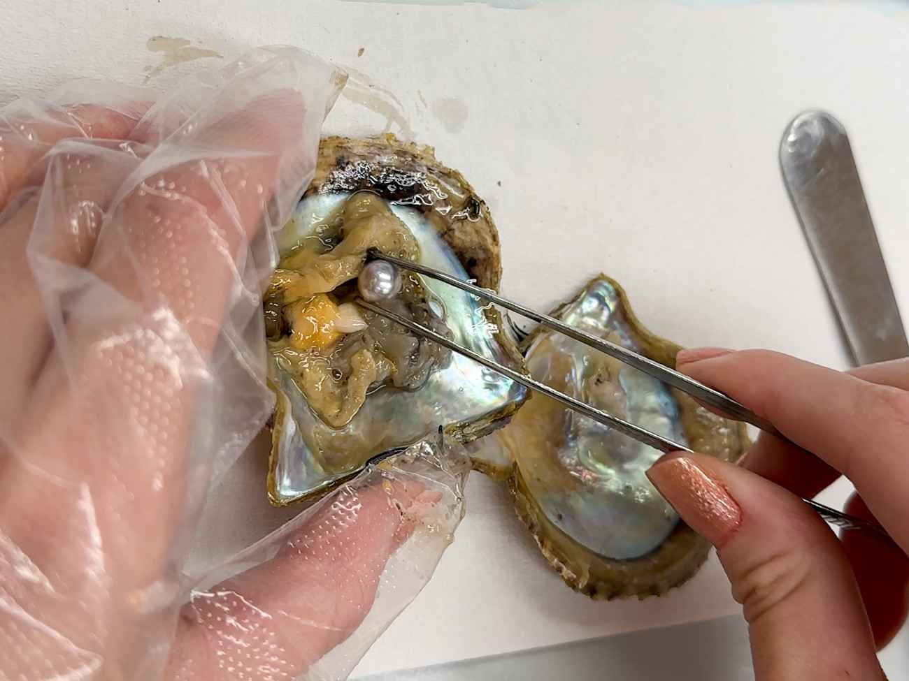 しながわ水族館「カイつまんで、ヒモときます。 ~しな水の貝展~」 真珠貝(解)説+取り出し体験