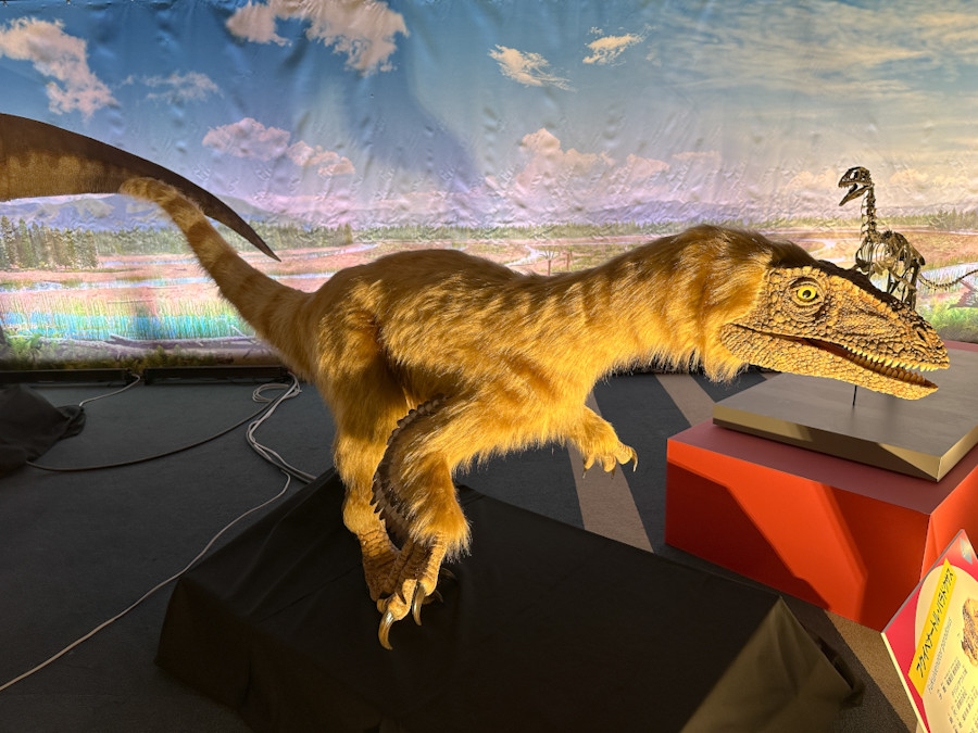 フジテレビ「オダイバ恐竜博覧会2024」会場より　フクイベナートル・パラドクサスのロボット