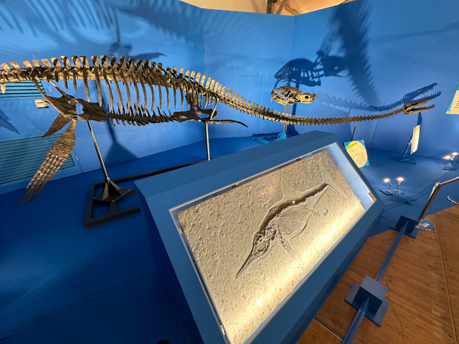 フジテレビ「オダイバ恐竜博覧会2024」会場