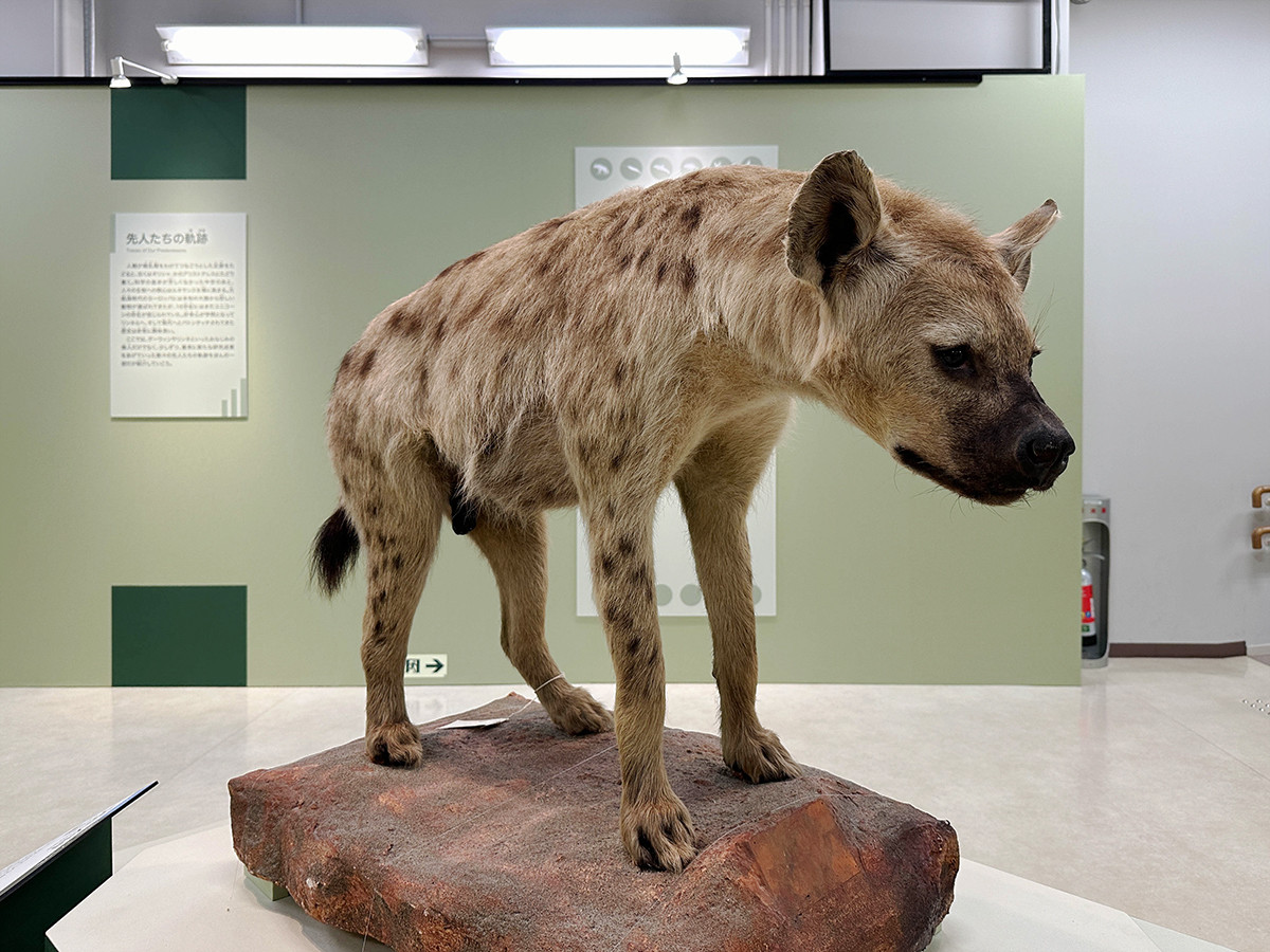 国立科学博物館「大哺乳類展３－わけてつなげて大行進」会場より　ブチハイエナ