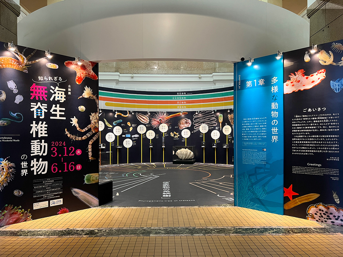 企画展「知られざる海生無脊椎動物の世界」会場