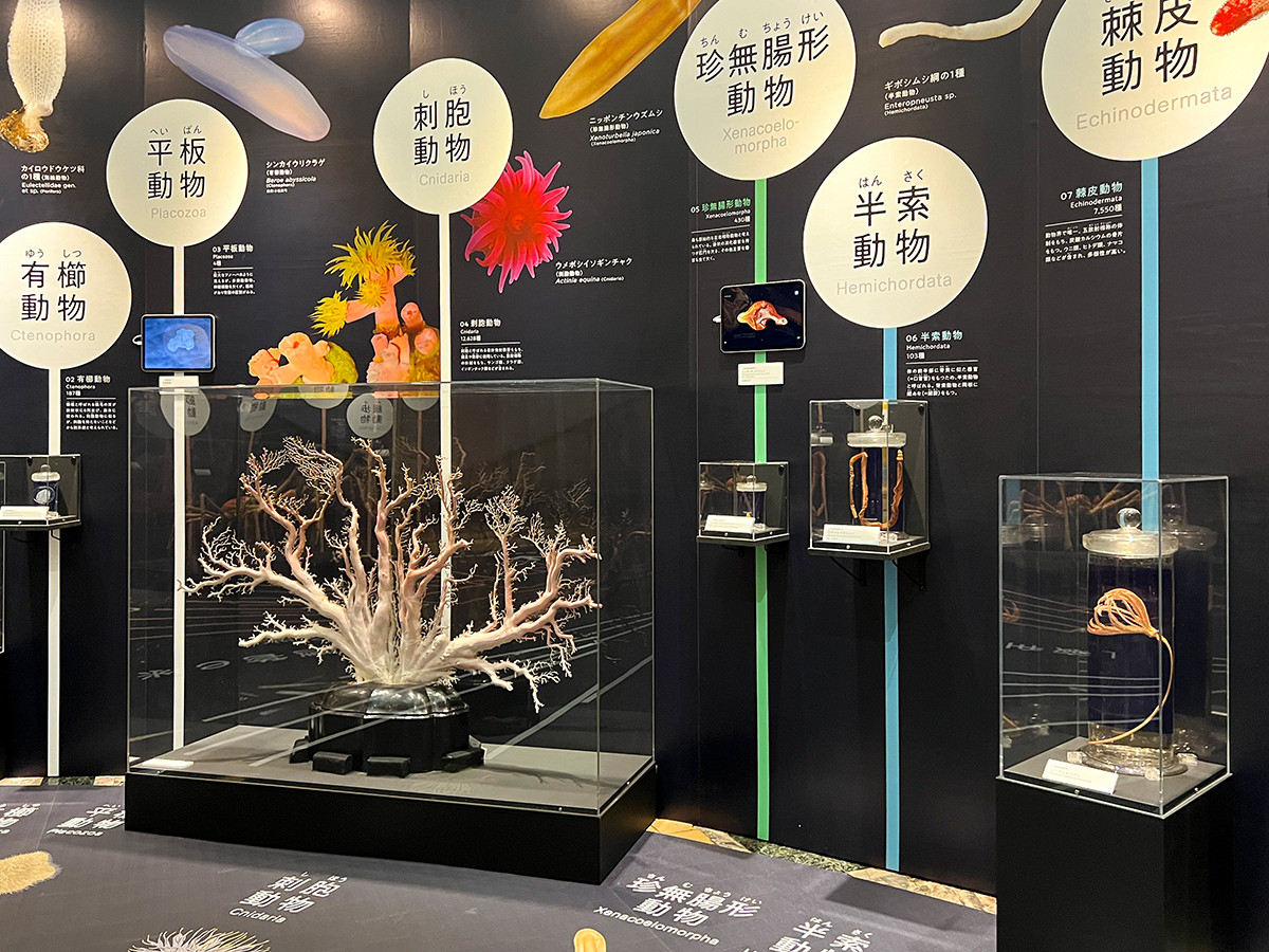 企画展「知られざる海生無脊椎動物の世界」 第1章「多様な動物の世界」