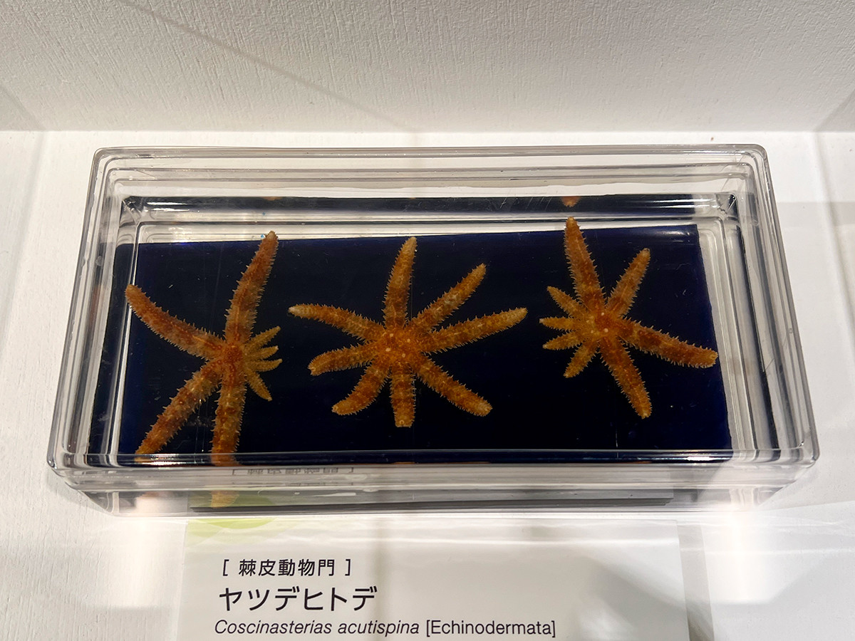 企画展「知られざる海生無脊椎動物の世界」 第2章「不思議な海生無脊椎動物の形や生態」