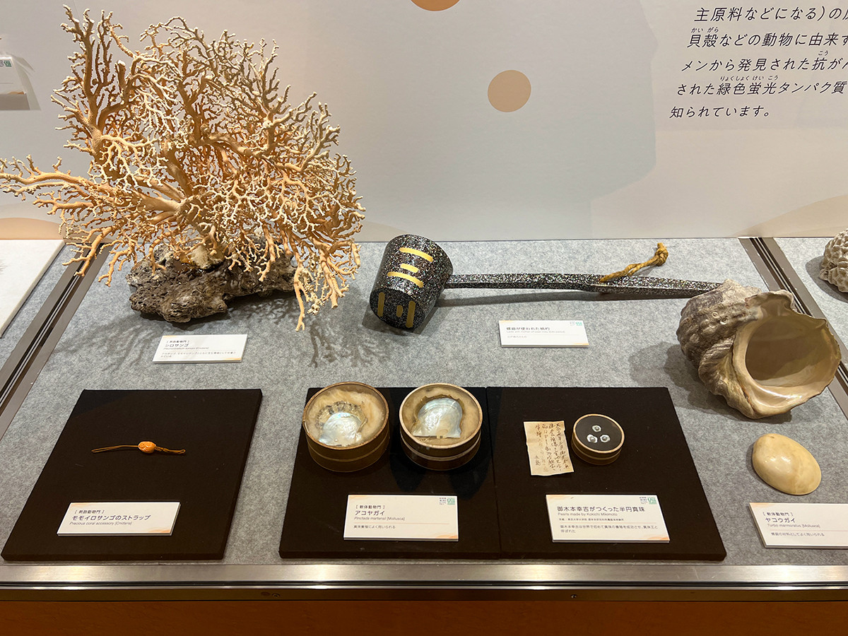 企画展「知られざる海生無脊椎動物の世界」 第3章「人とのかかわり」