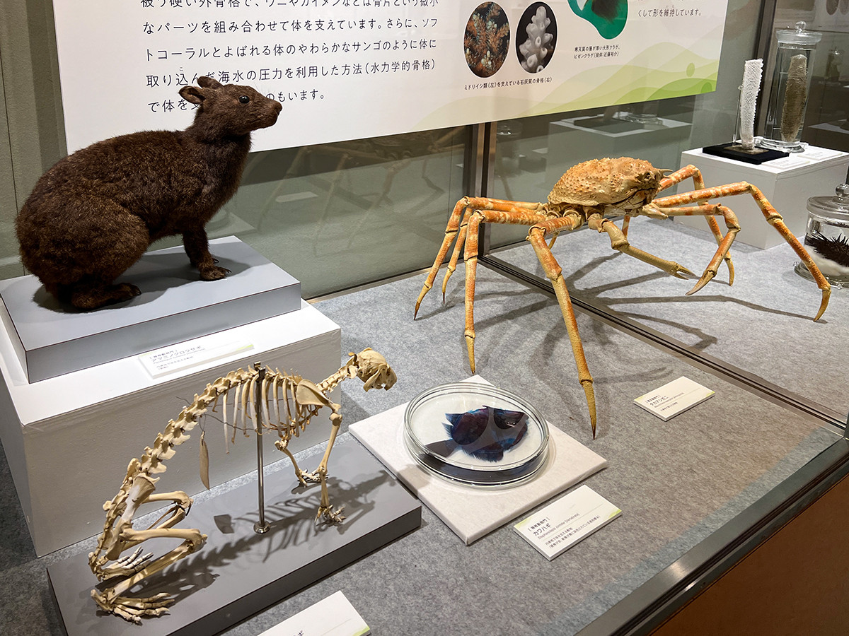 企画展「知られざる海生無脊椎動物の世界」 第2章「不思議な海生無脊椎動物の形や生態」