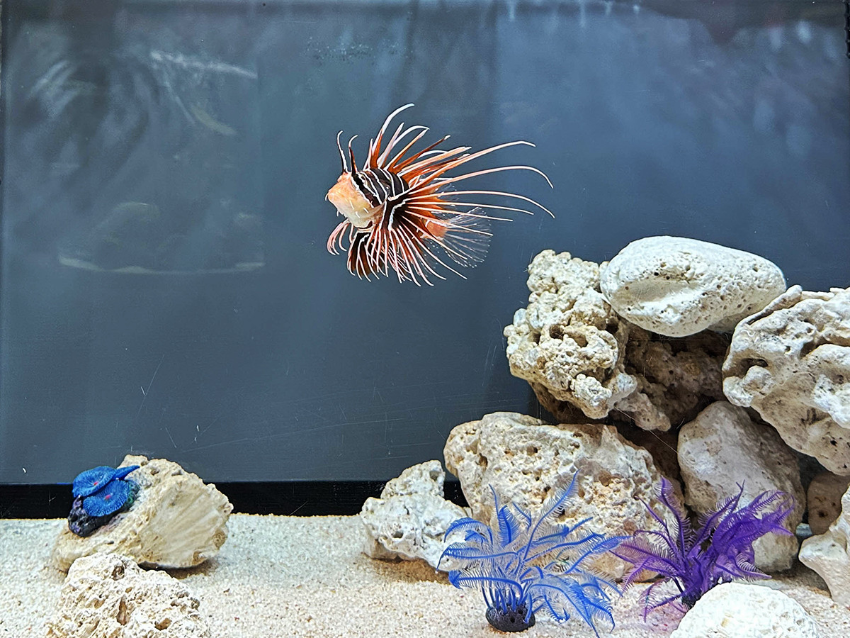 サンシャイン水族館「もうどく展 極」会場より キミオコゼ(毒レベル:3、遭遇度:3)
