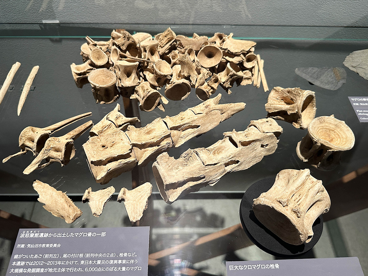 インターメディアテク「海の人類史」会場より　波怒棄館遺跡（宮城県気仙沼市）から出土したマグロ骨の一部　気仙沼市教育委員会