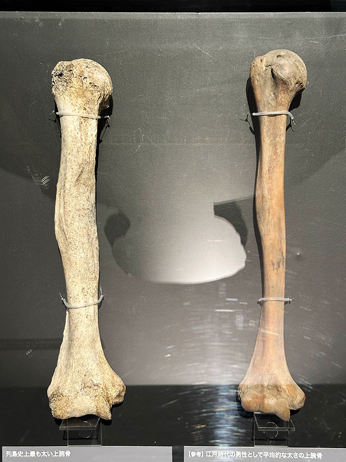 インターメディアテク「海の人類史」会場より　（左）列島史上最も太い上腕骨　保美貝塚（愛知県田原市）縄文時代後期（約3000年前）東京大学総合研究博物館