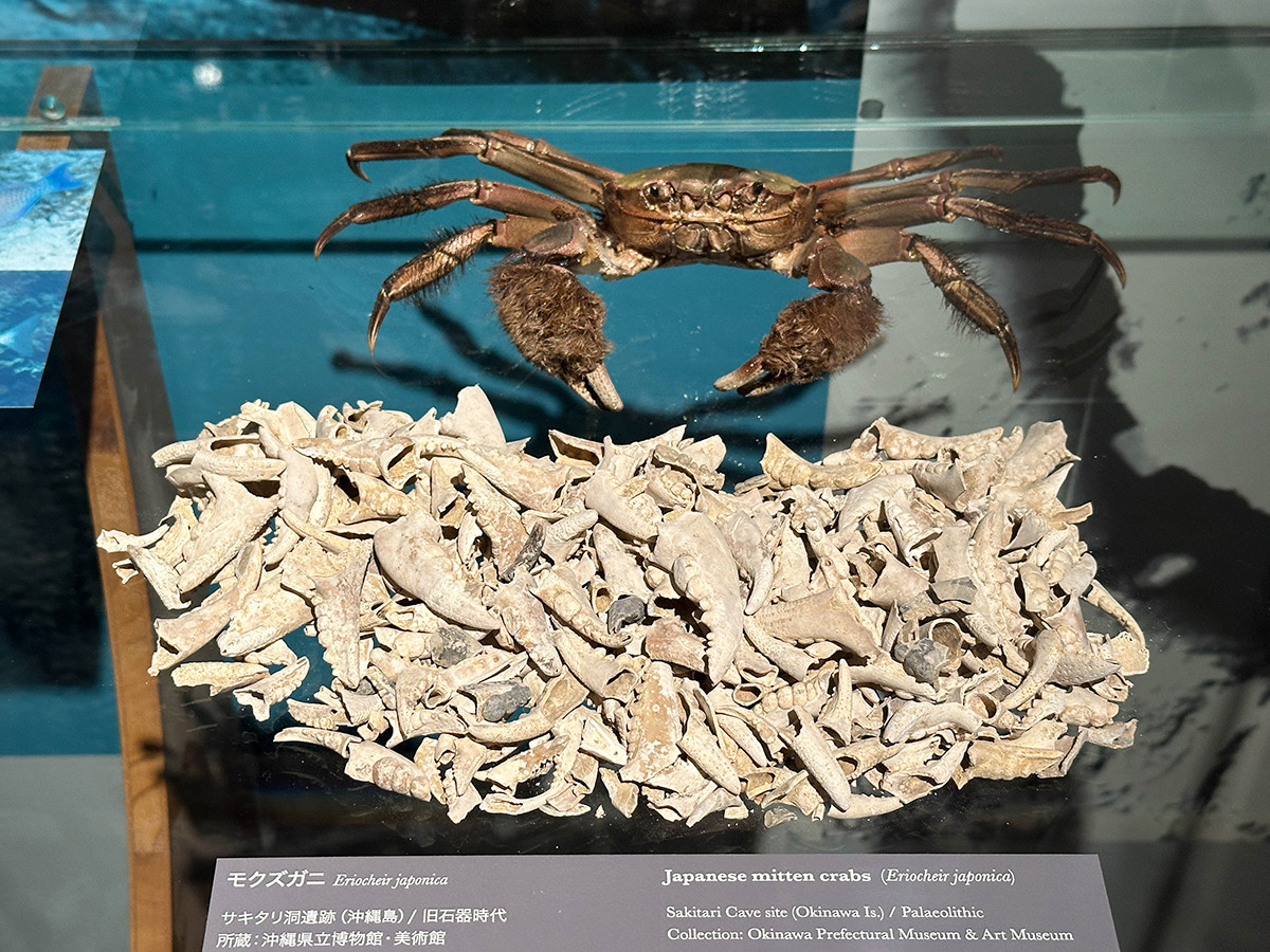 インターメディアテク「海の人類史」会場より　モクズガニ　沖縄県立博物館・美術館