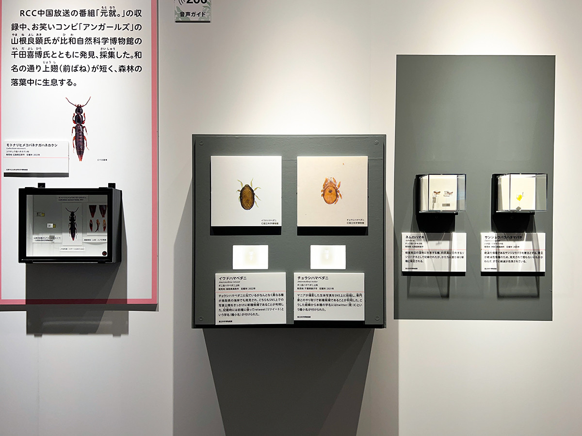 山根さんが発見した新種昆虫「モトナリヒメコバネナガハネカクシ」(通称「モトナリ」)