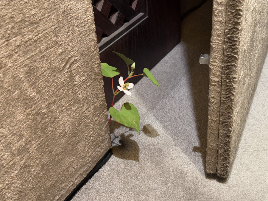 渋谷区立松濤美術館「須田悦弘展」会場