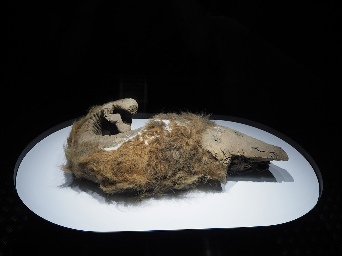 珍しいマンモスの子牛のミイラがカナダで発見された