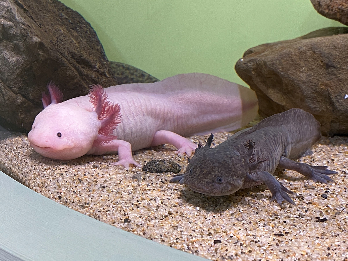 サンシャイン水族館で「ざんねんないきもの展２」
