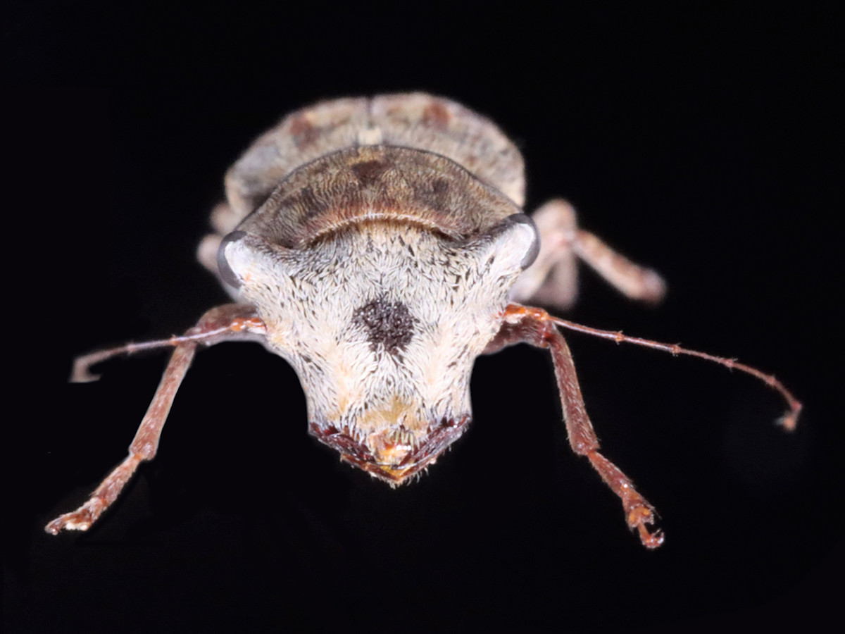 《ウシヅラヒゲナガゾウムシ》