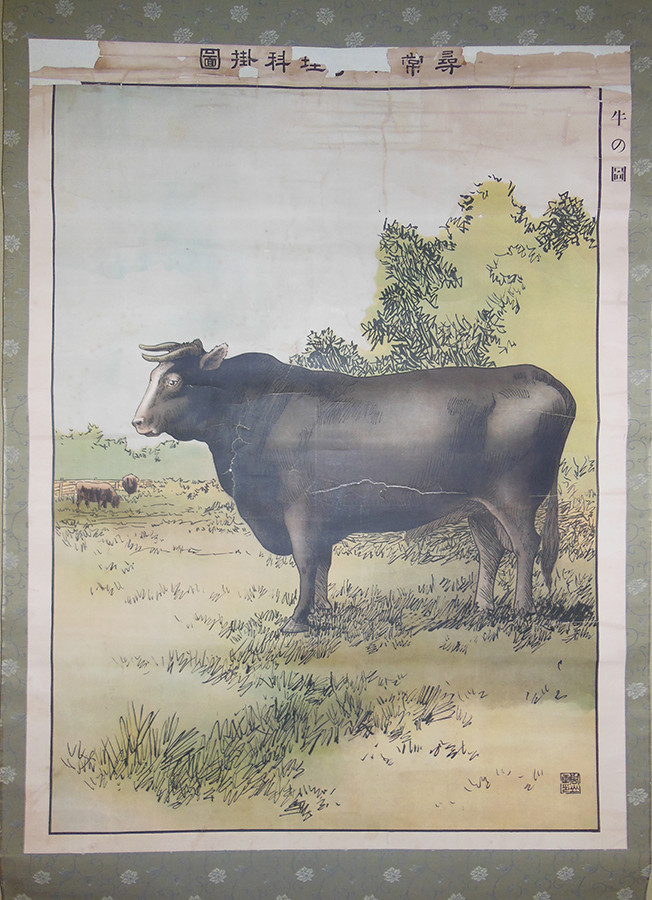 《尋常小学理科掛図尋常科第五学年用「牛の掛図」》