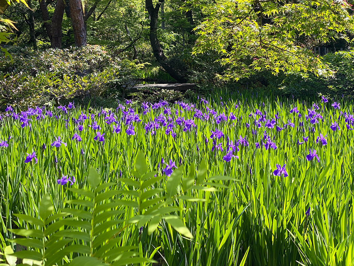 開館80周年記念特別展「国宝 燕子花図屏風 －色彩の誘惑－」