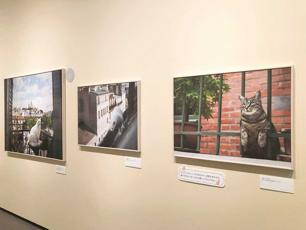 写真展　岩合光昭の世界ネコ歩き