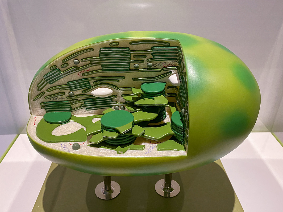 植物　地球を支える仲間たち