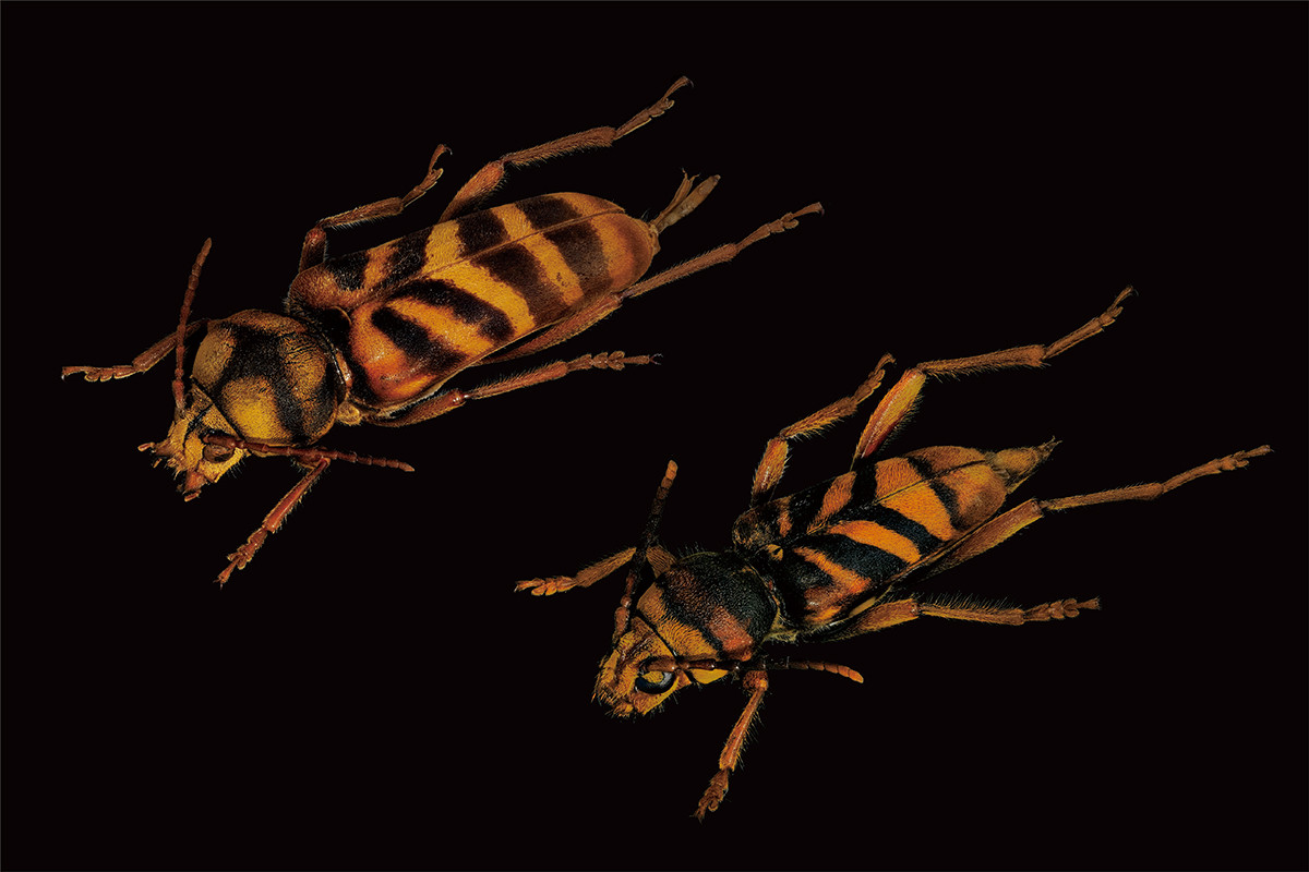 《トラカミキリ属の昆虫標本》　