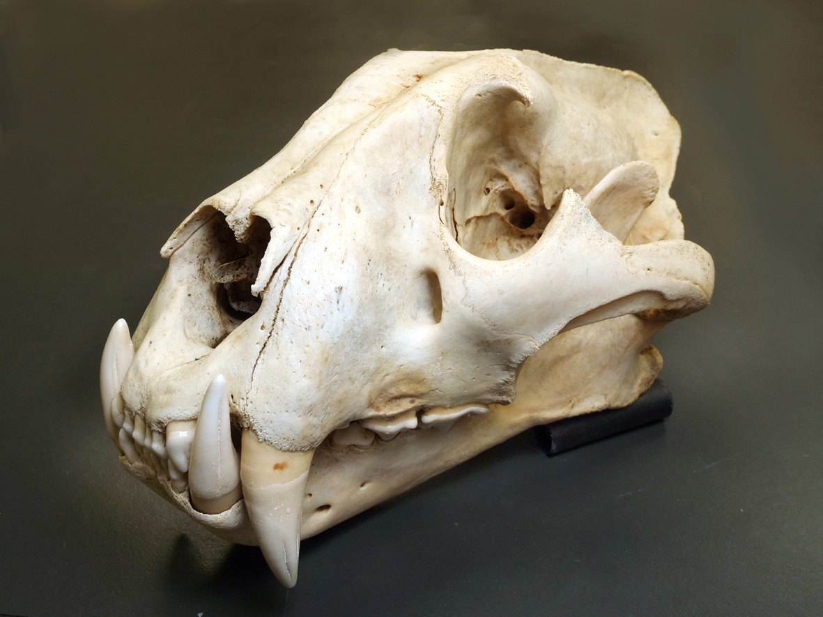 《トラ（頭骨）》　