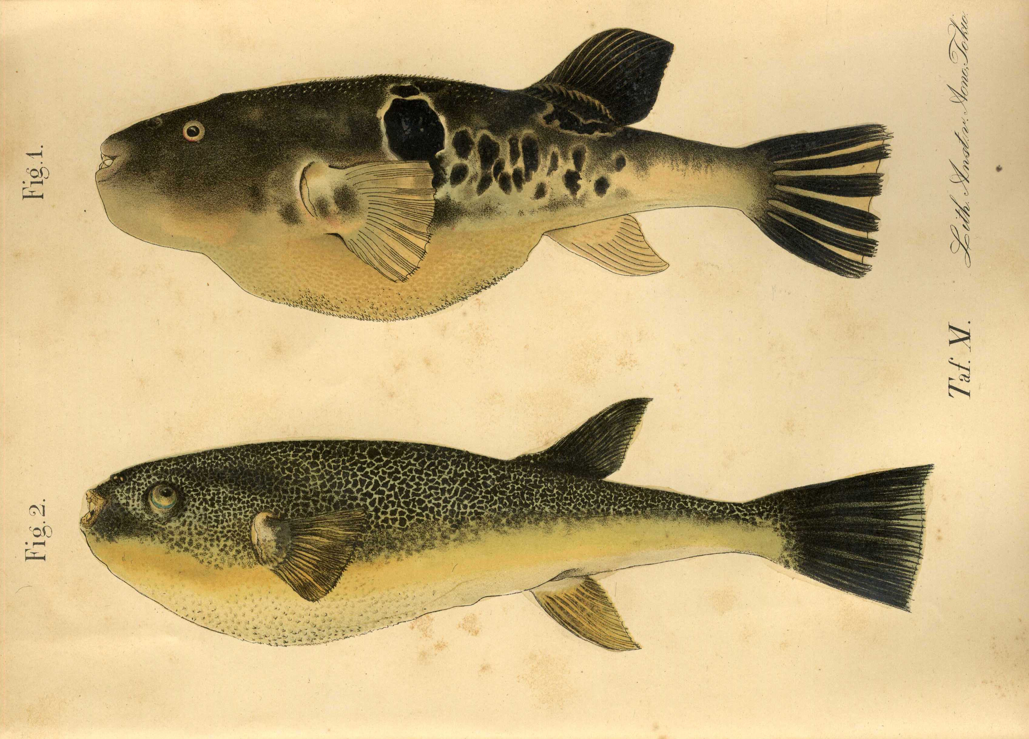 《トラフグ図版》