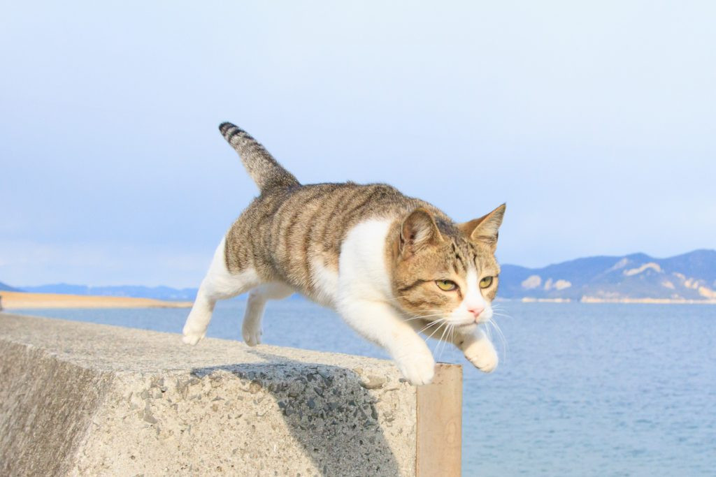 「五十嵐健太　飛び猫展」