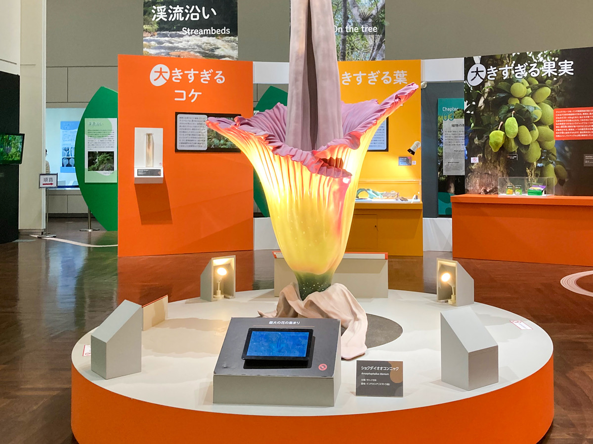 特別展「植物　地球を支える仲間たち」