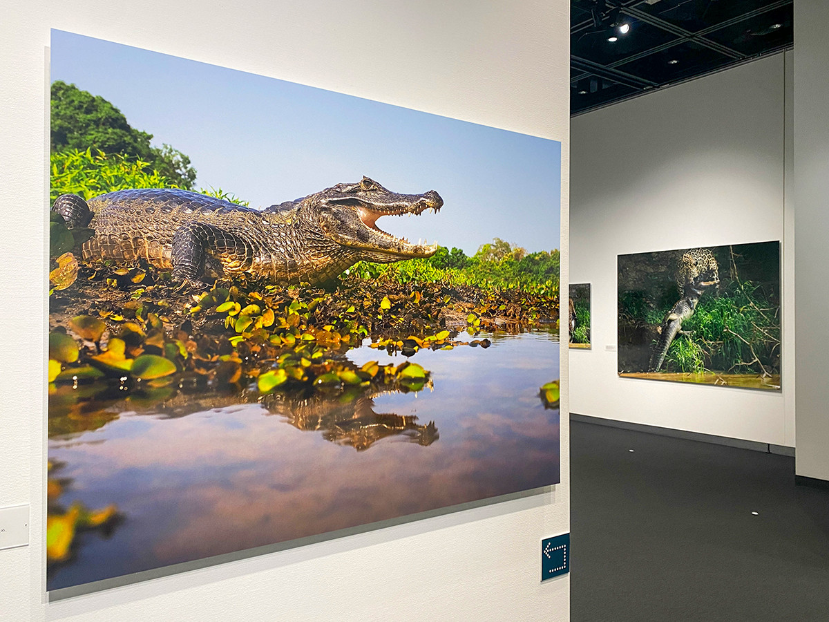 岩合光昭写真展 PANTANAL
