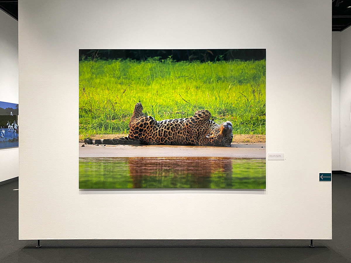 岩合光昭写真展 PANTANAL