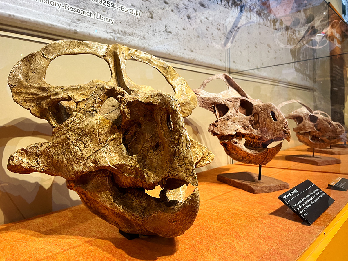 特別展「化石ハンター展 ～ゴビ砂漠の恐竜とヒマラヤの超大型獣～」