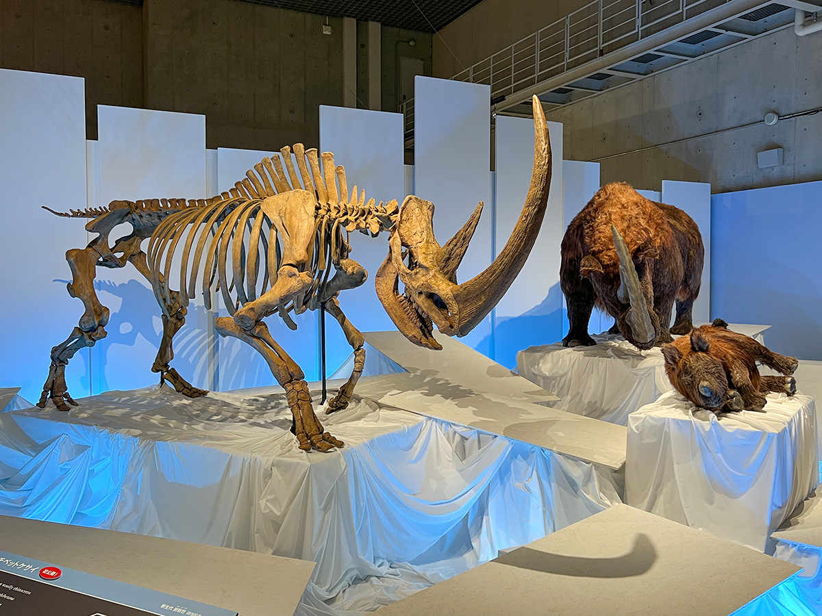 特別展「化石ハンター展 ～ゴビ砂漠の恐竜とヒマラヤの超大型獣～」