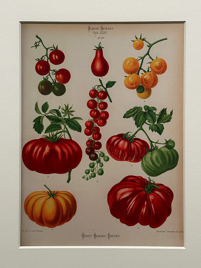 おいしいボタニカル・アート ー 食を彩る植物のものがたり