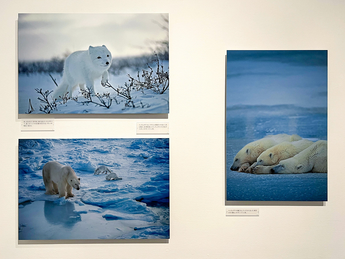星野道夫 悠久の時を旅する