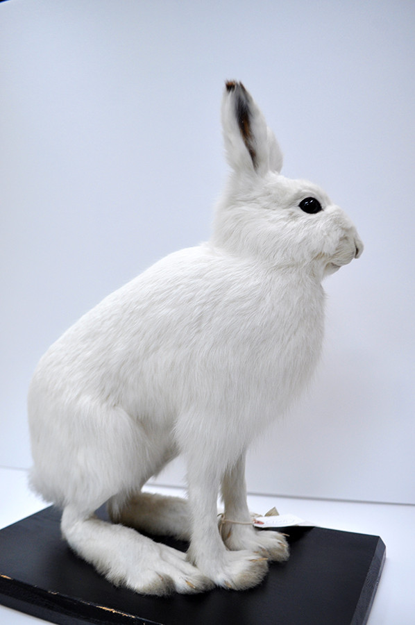 《ユキウサギのはく製》
