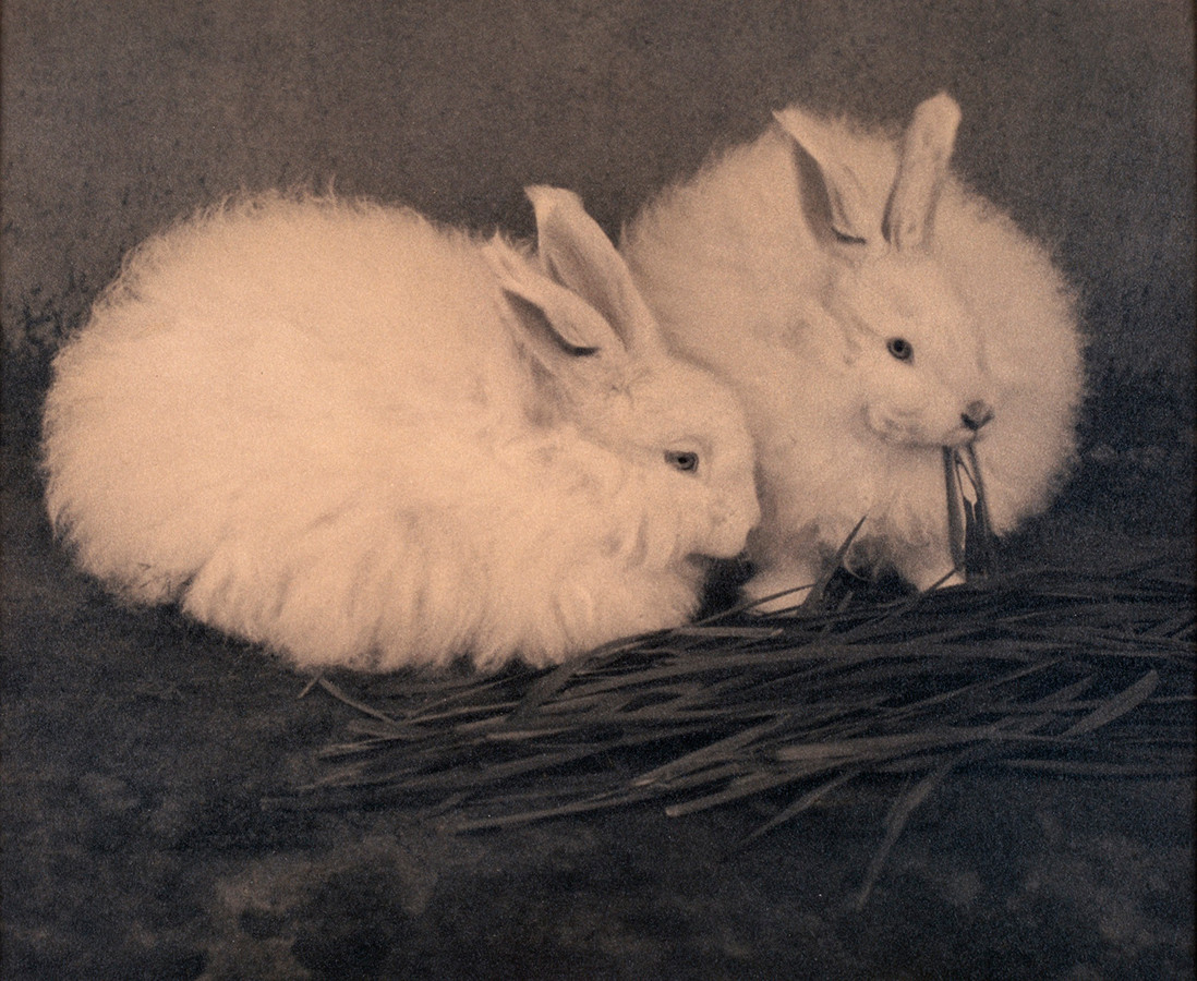 《兎》