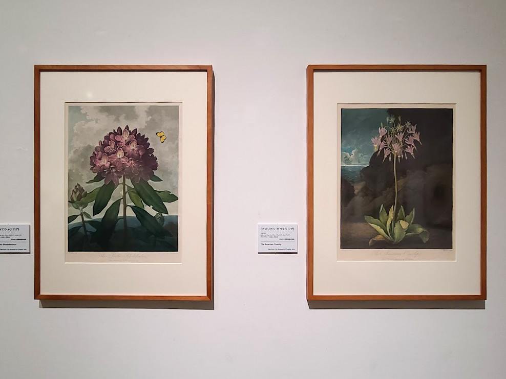 自然という書物 ― 15～19世紀のナチュラルヒストリー＆アート