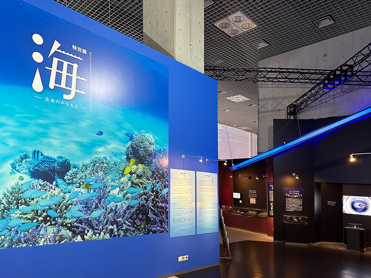 特別展「海　―生命のみなもと―」