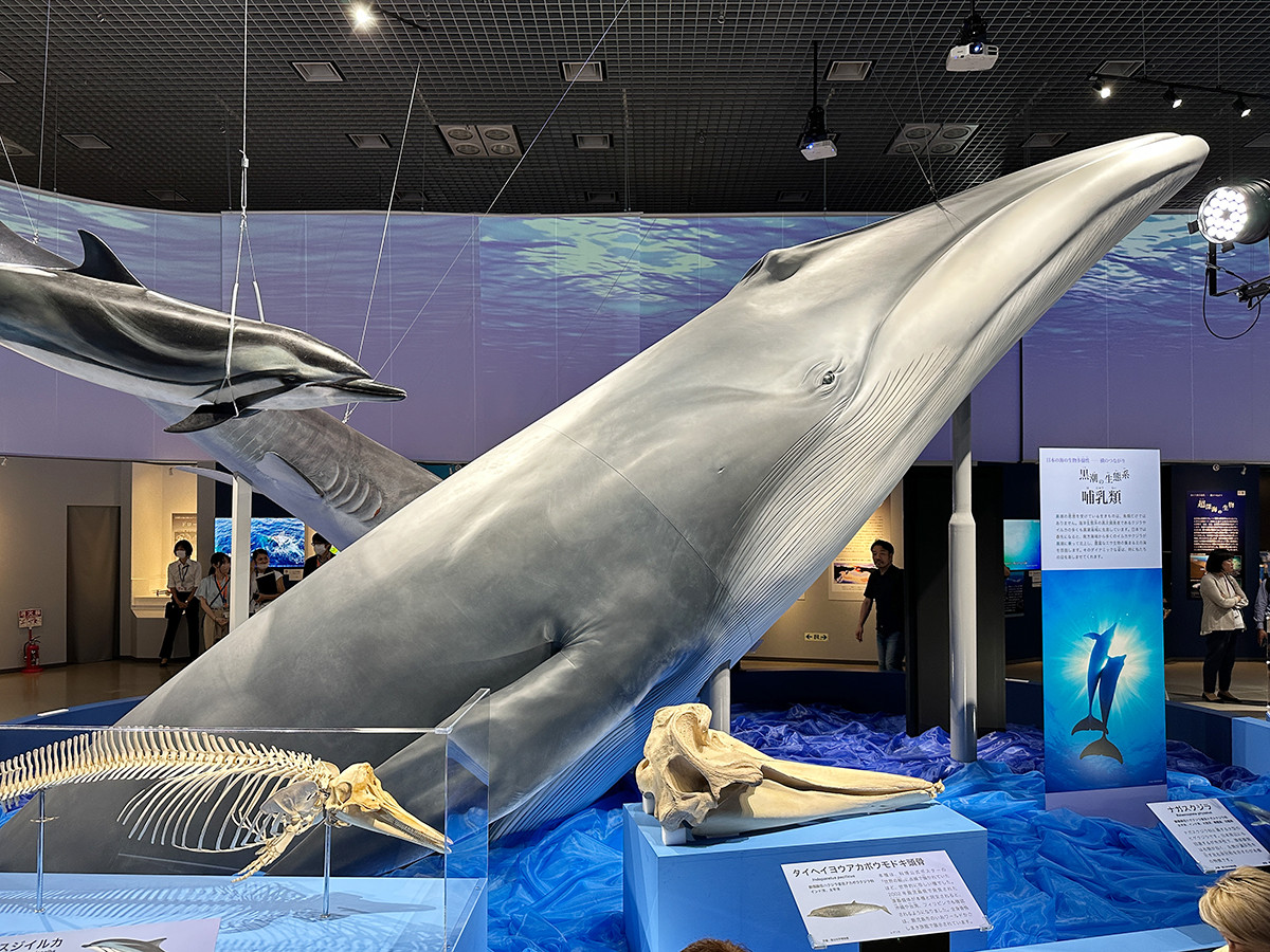 特別展「海　―生命のみなもと―」