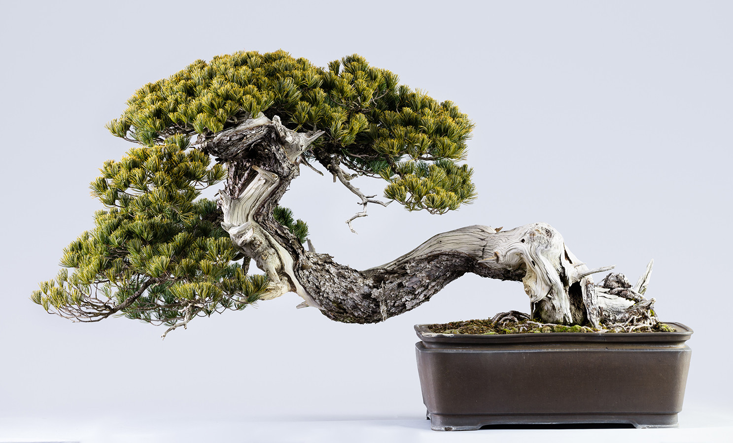 《五葉松　銘「青龍」》