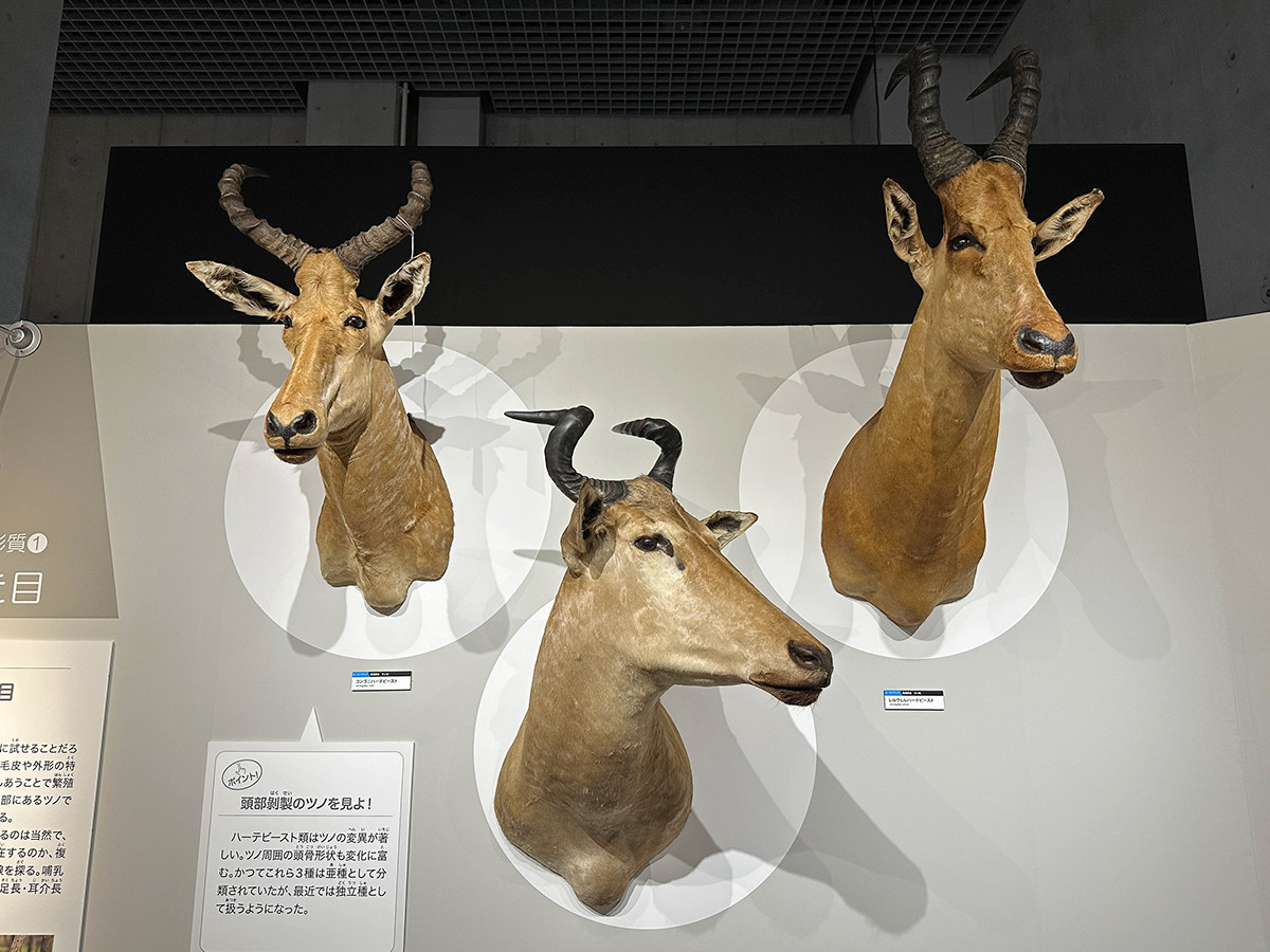 特別展「大哺乳類展3－わけてつなげて大行進」