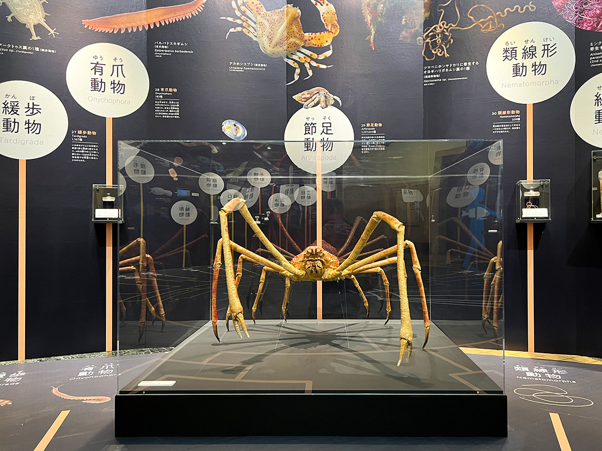 企画展「知られざる海生無脊椎動物の世界」