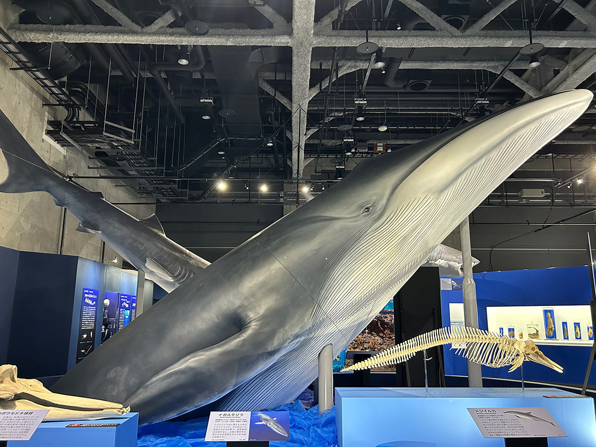 特別展「海　―生命のみなもと―」